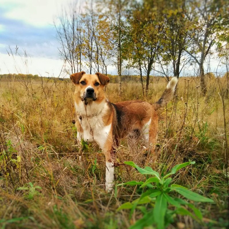 Белая дворняга с рыжими пятнами