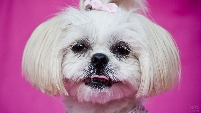 Shih Tzu Breed
