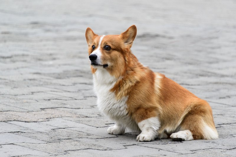 Собака корги