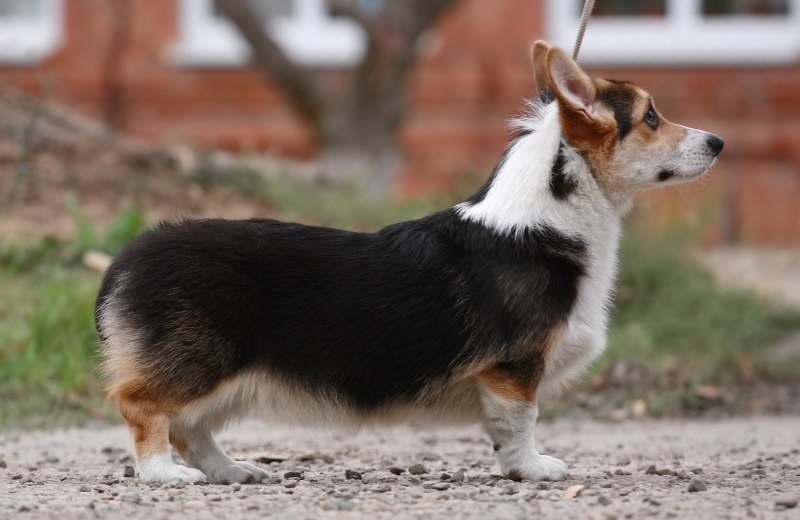 Вельш корги пемброк