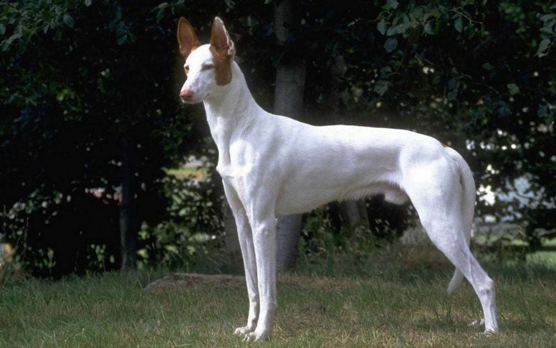 Вельш корги пемброк в костюме