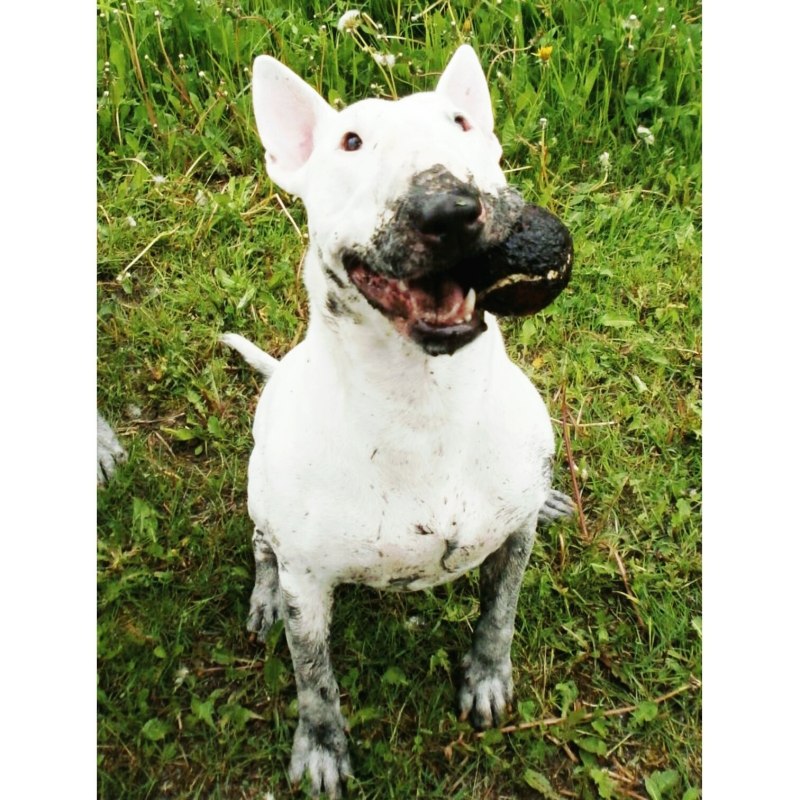 Bull Terrier 4k