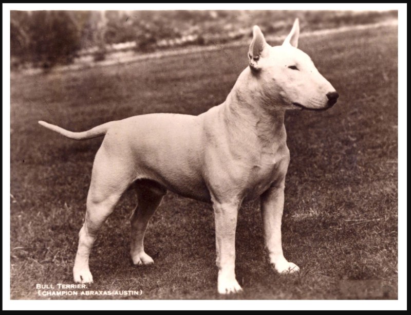 Бультерьер 1915 год
