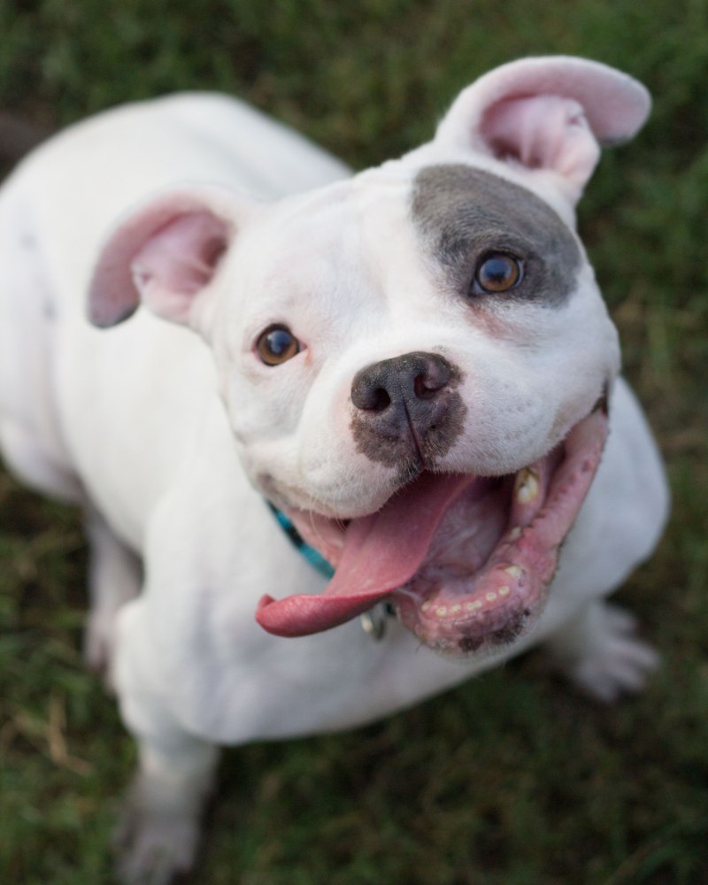 American Bulldog Staffordshire