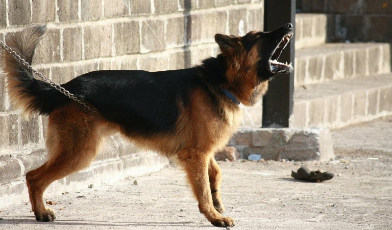 Африканский басенджи