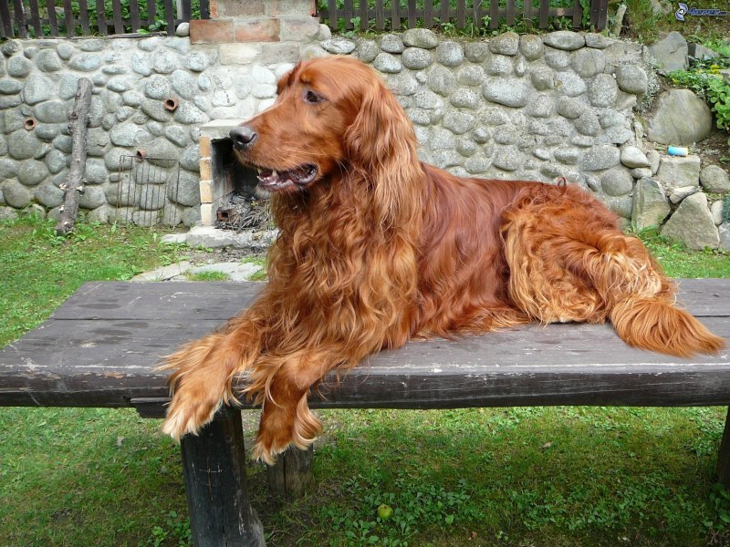 Иранский Сетар