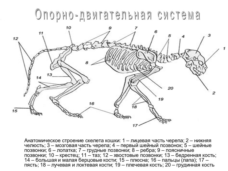 Анатомия собаки скелет конечностей