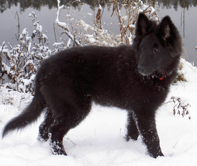 Malinois Shepherd
