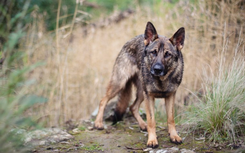 28. Belgian Shepherd