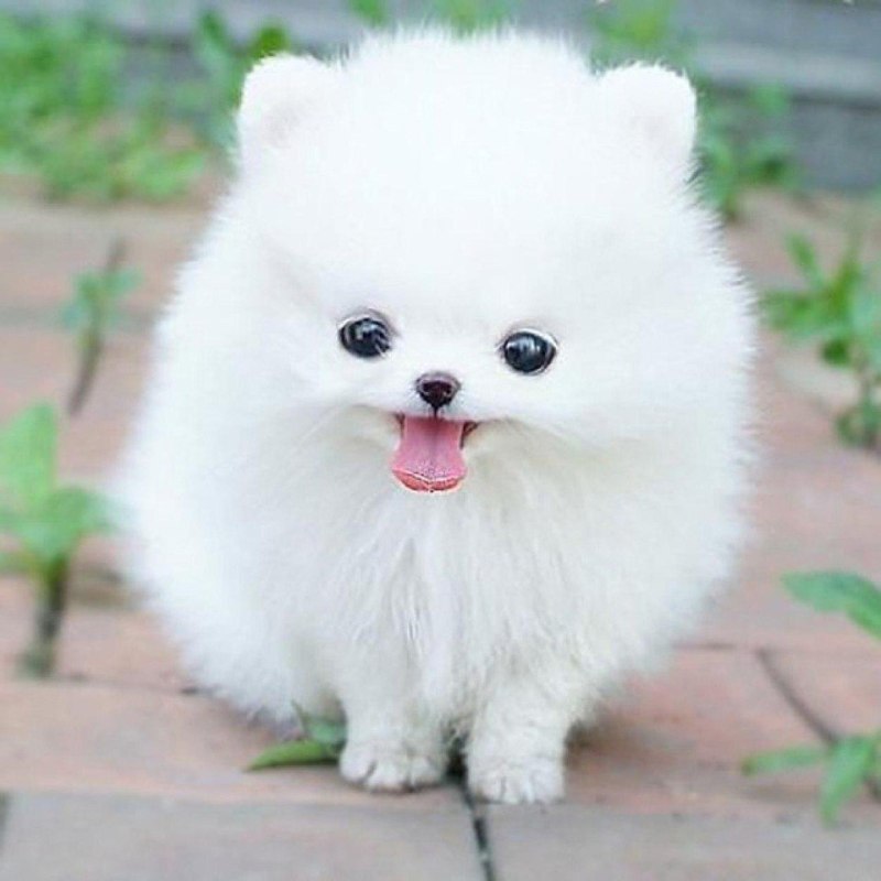 Шпиц cute Pomeranian