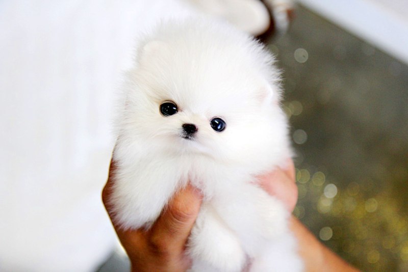Померанский шпиц Teacup Dog