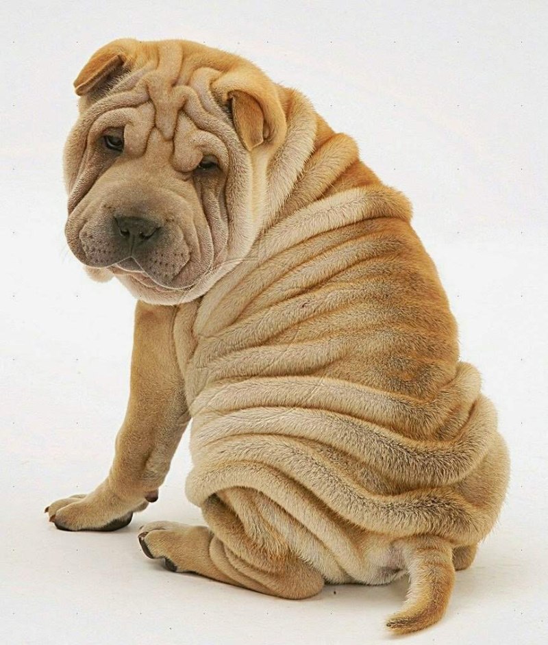 Amerikanski sharpei шарпей американский
