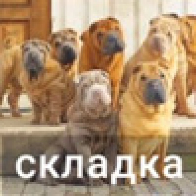 Порода шарпей