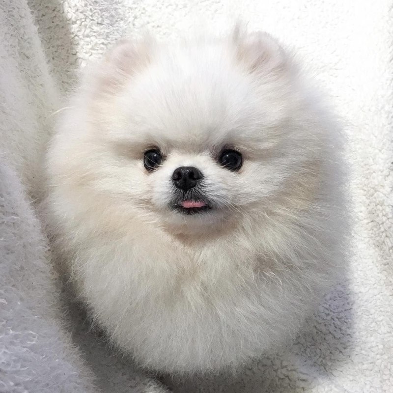 Померанский шпиц