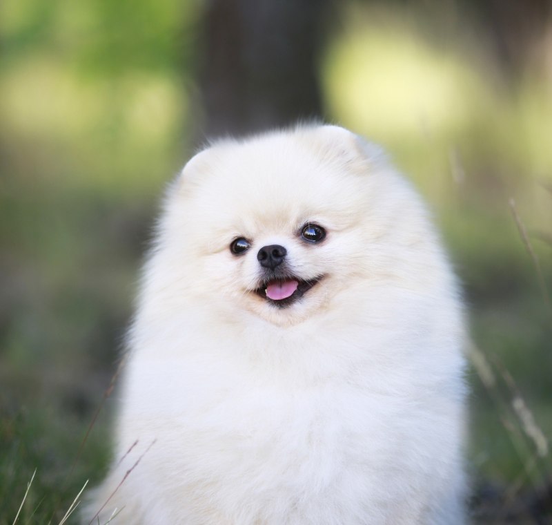 Cream Pomeranian Ice шпиц