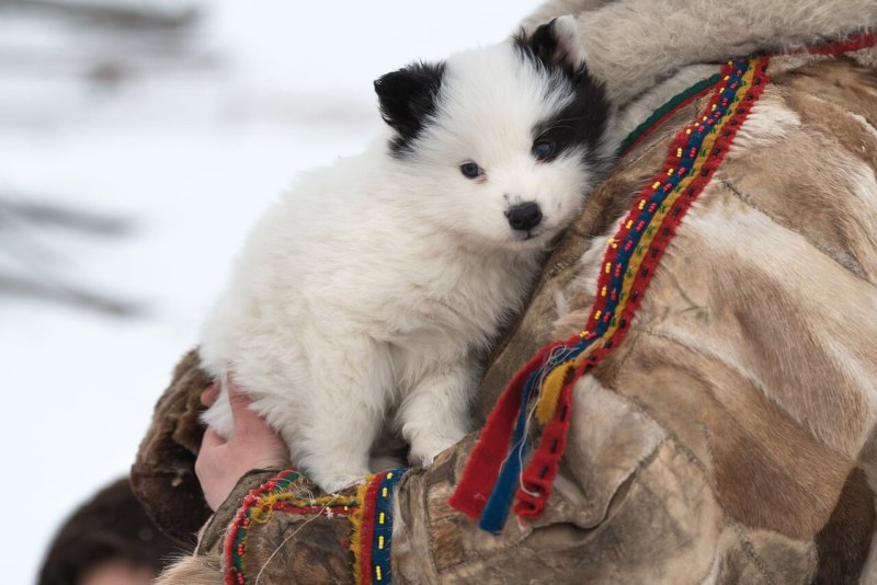 Ненецкая лайка