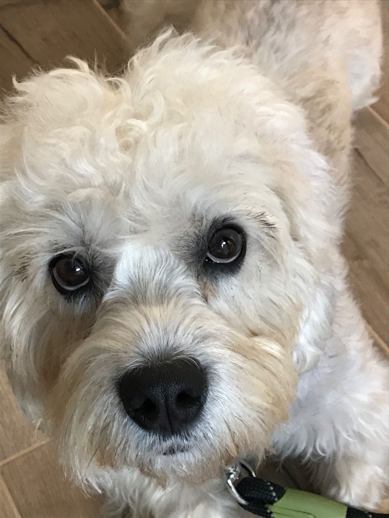Dandie Dinmont Puppy for sale