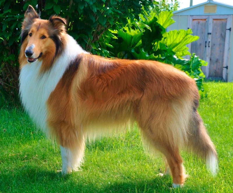 Колли длинношерстный