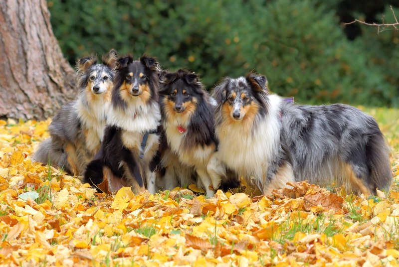 Колли собака рыжая