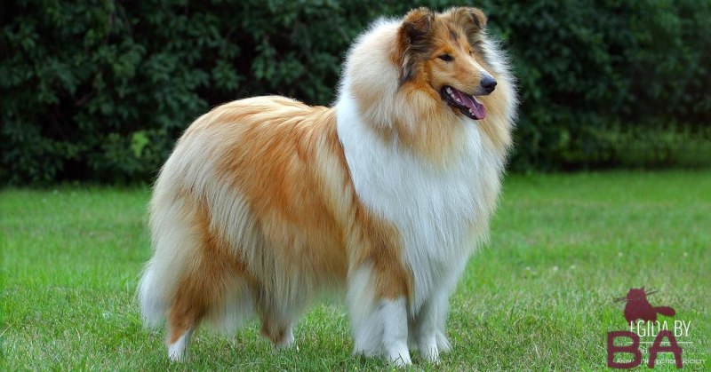 Шотландия колли