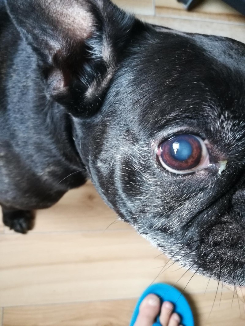 Emotional Dog