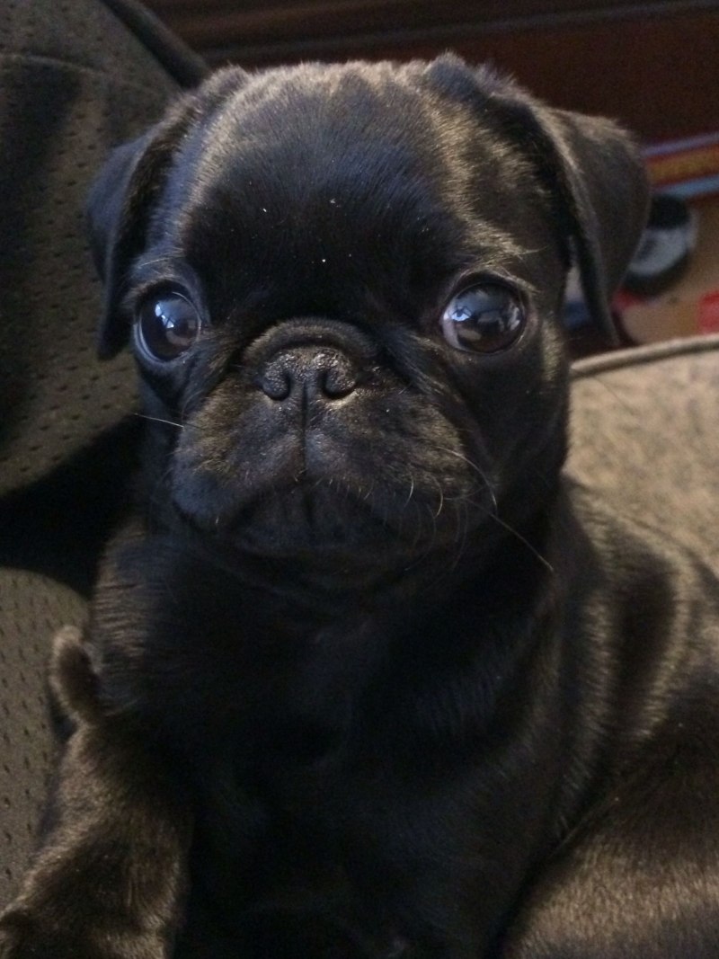Pug Мопс