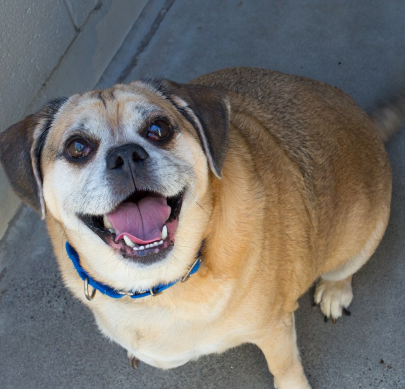 Puggle Wuggle