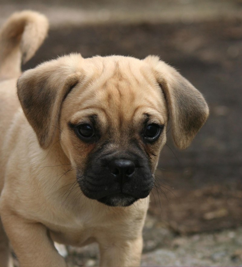 Puggle новоржд