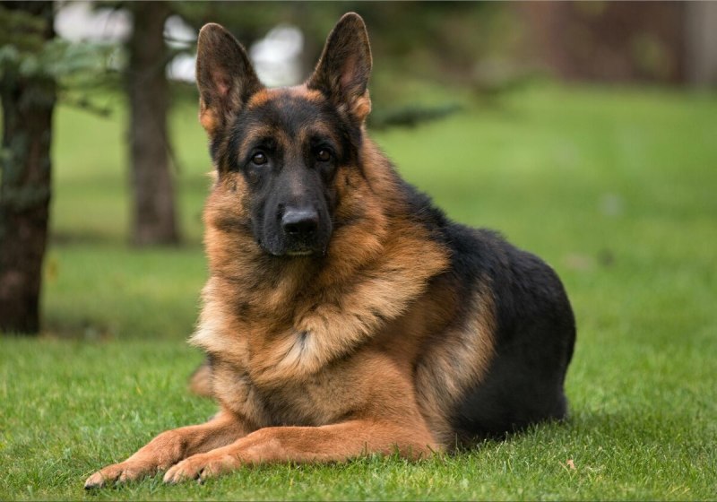 German Shepherd немецкая овчарка