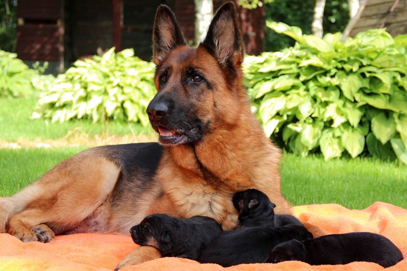 German Shepherd немецкая овчарка