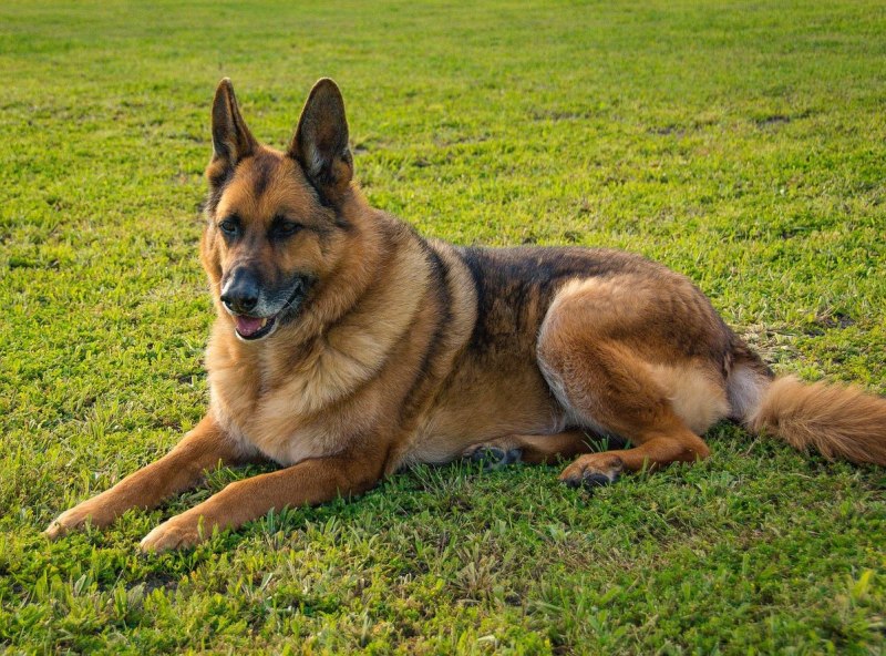 German Shepherd немецкая овчарка