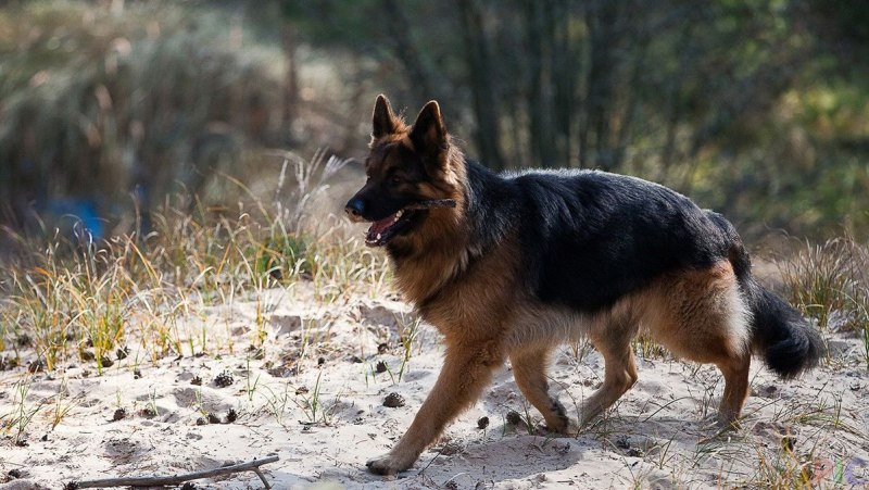Баварская овчарка Shepherd