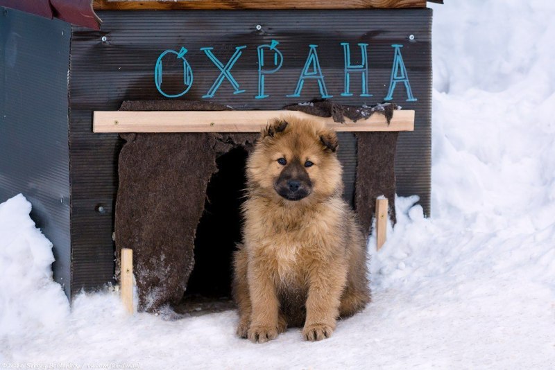 Собаки охранники