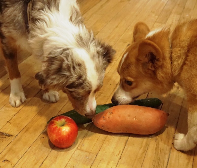 What Fruits can Dogs eat