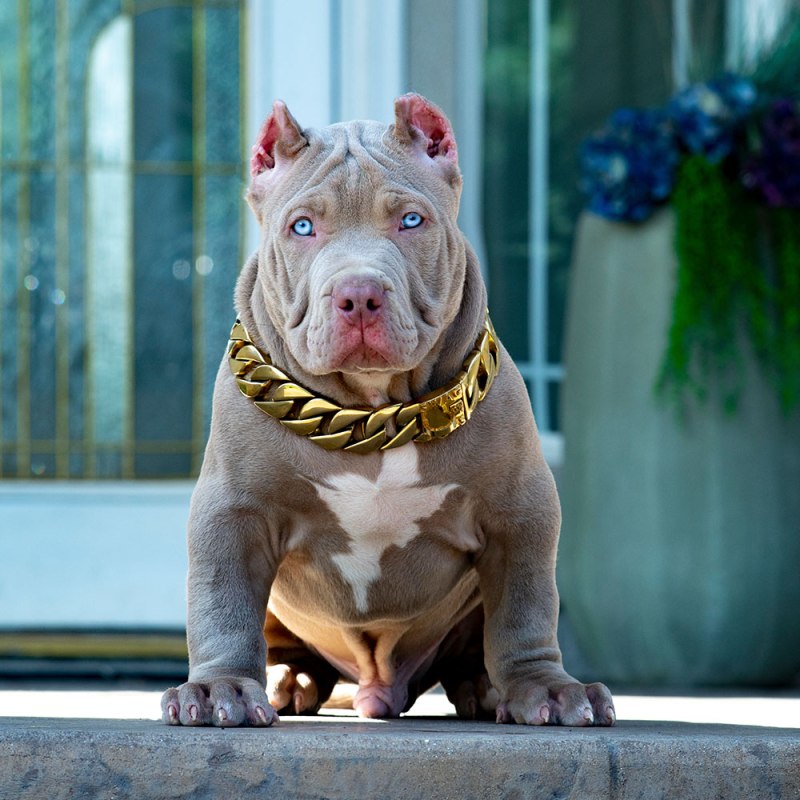 Булли XXL