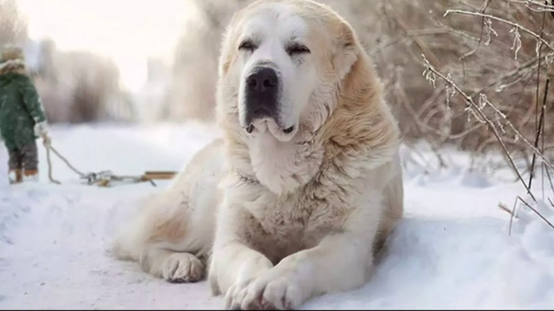 Алабая собака