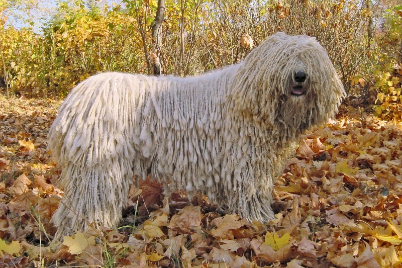Лохматая собака