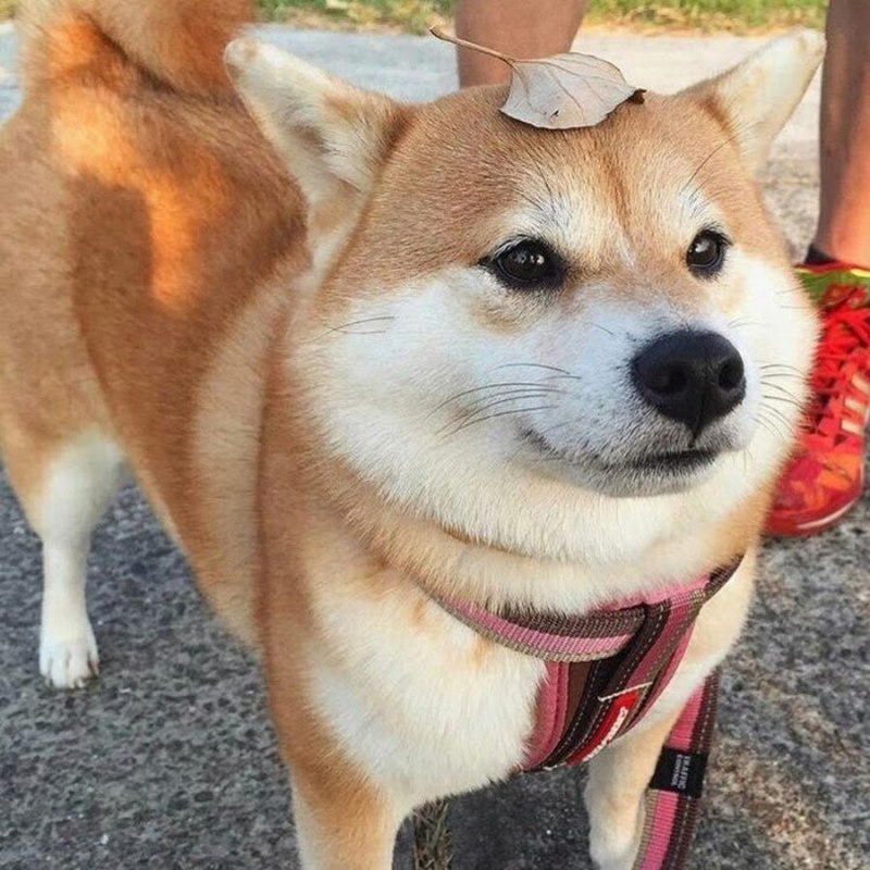 Сиба ину Юки