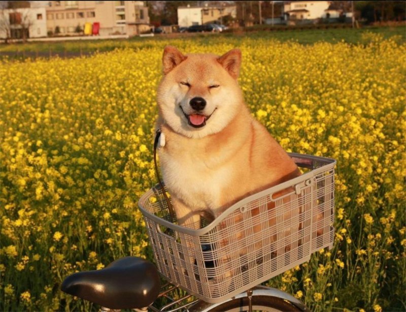 Сиба ину Мару
