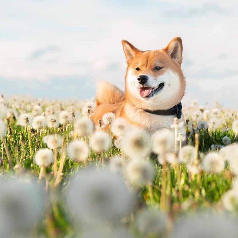 Doge