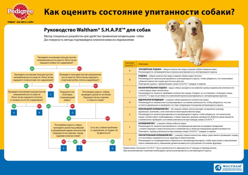 Как определить ожирение у собаки