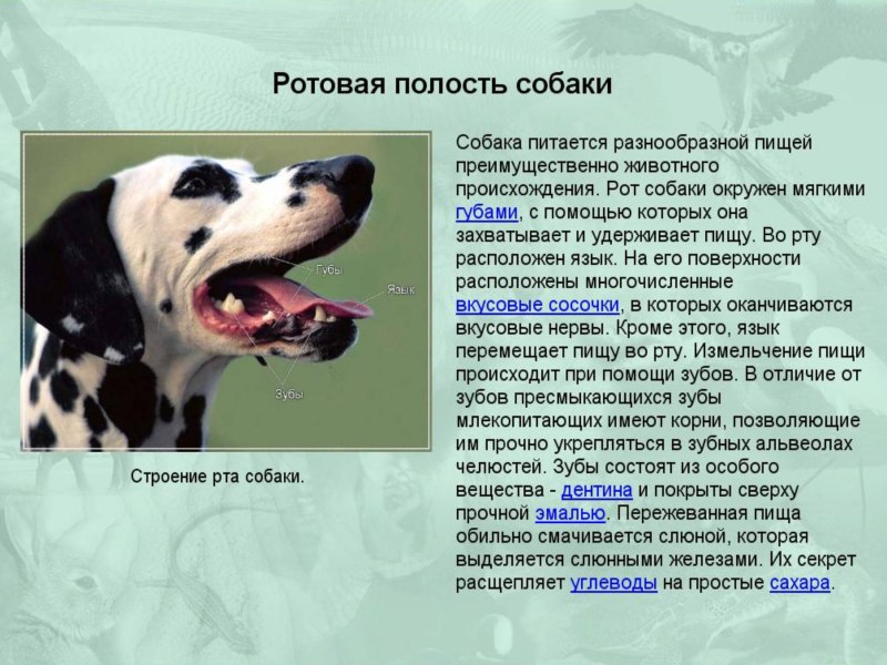 Строение ротовой полости собаки