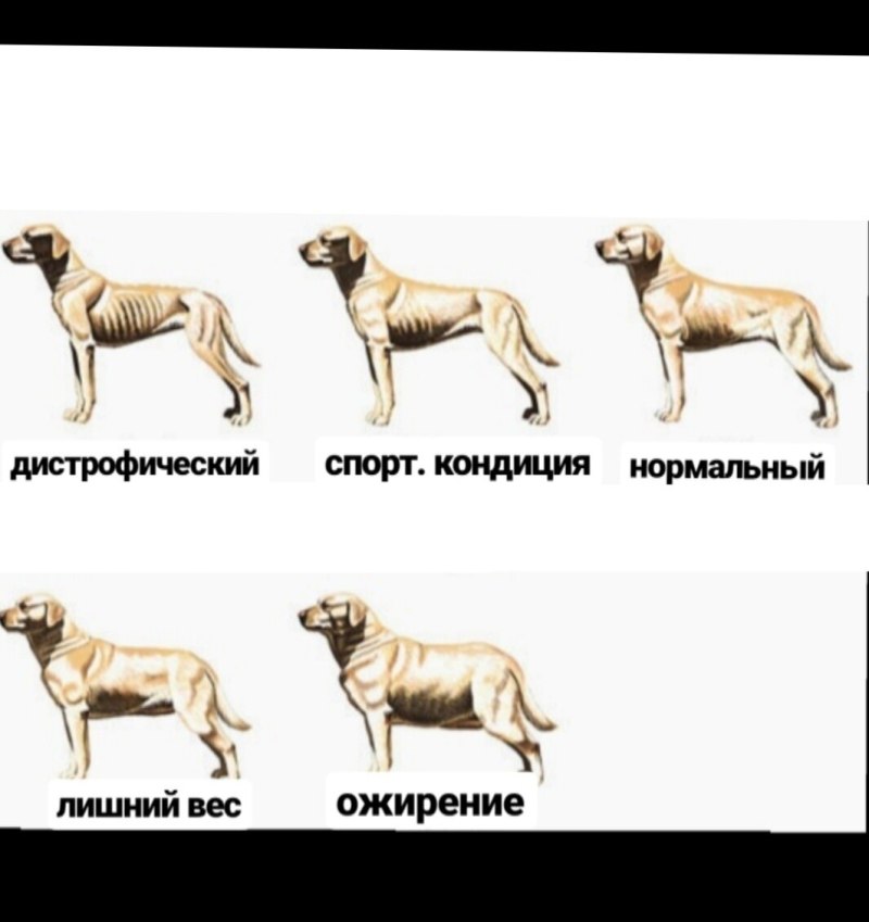 Спортивная кондиция собаки