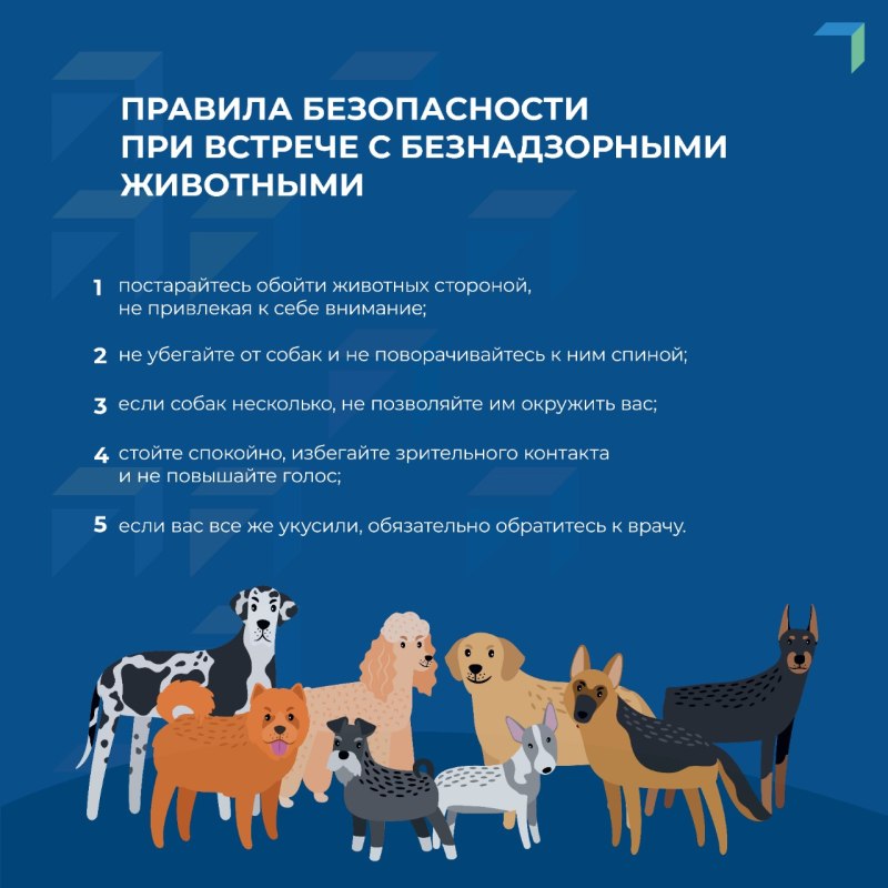 Ответственное обращение с животными