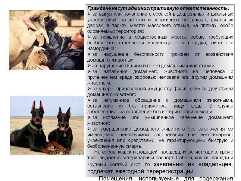 Социализация собаки в городе