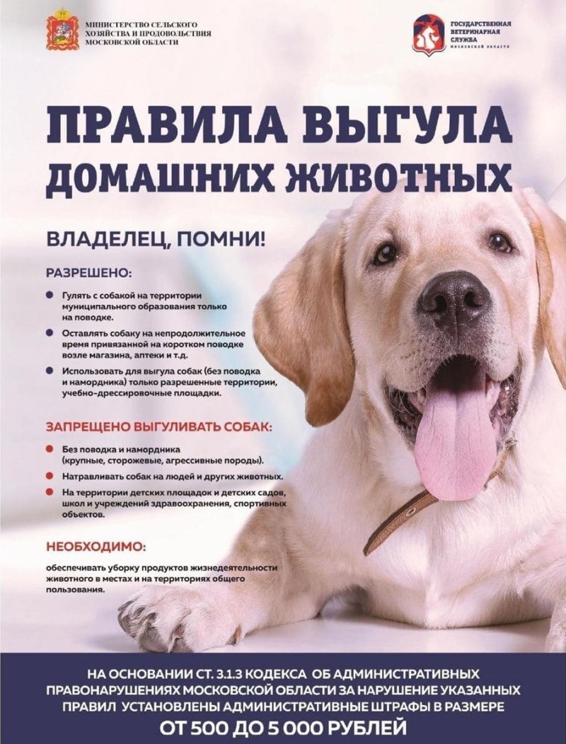 Правила содержания и выгула собак