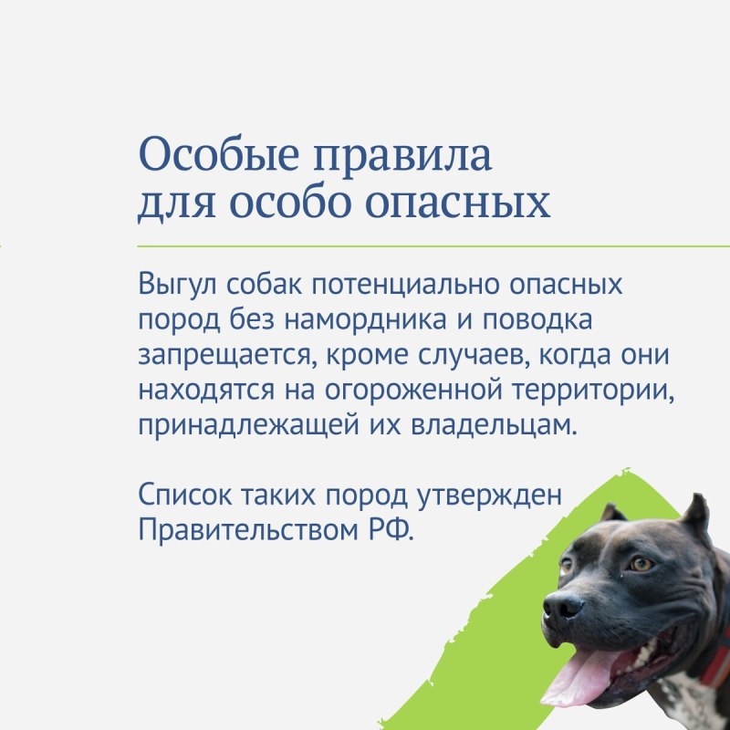 Правила выгула домашних животных