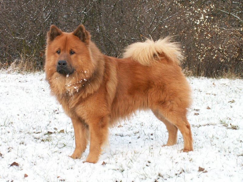 Евразиер / eurasier