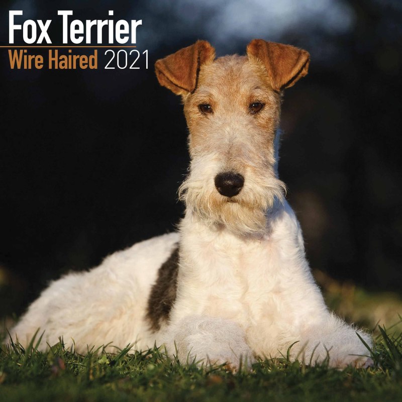 Wire-haired Fox Terrier
