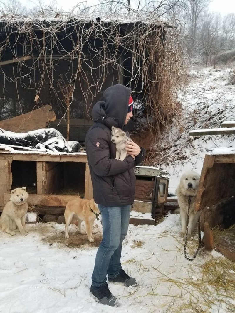 Собака на ферме